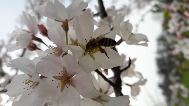 Ohio University Cherry Blossoms 2018