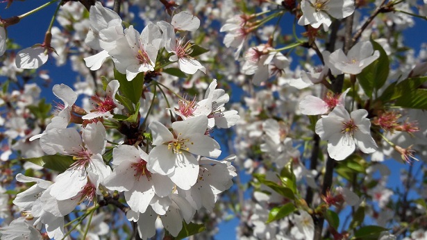 Ohio University Cherry Blossoms 2018