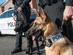 K9 officers Brody and Alex