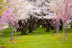 Cherry Blossoms