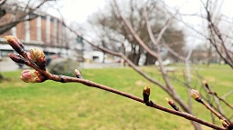 Ohio University Cherry Blossoms 2019
