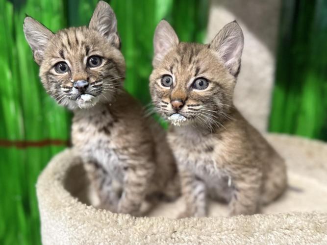 Two young Bobcats are shown sitting together