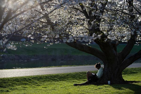 Person reading under the blooming cherry trees near the bike path on the Athens campus