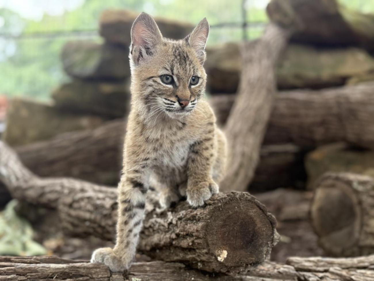A young Bobcat