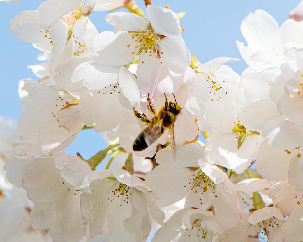 A bee lands on a cherry blossom tree on OHIO's Athens campus.