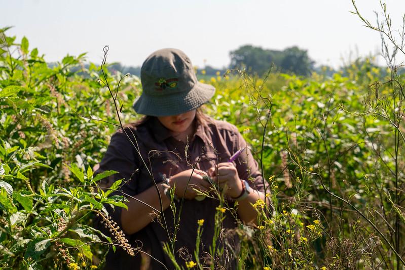 Emily Fox stands outside conducting research in a field filled with large green plants