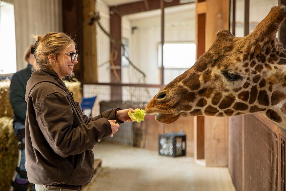a student holds out a piece of lettuce to a giraffe