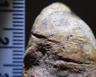 a close-up of cut marks on a fossilized bone