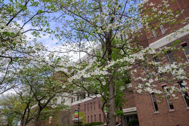 Flowering trees are shown in front of Alden Library on a spring day