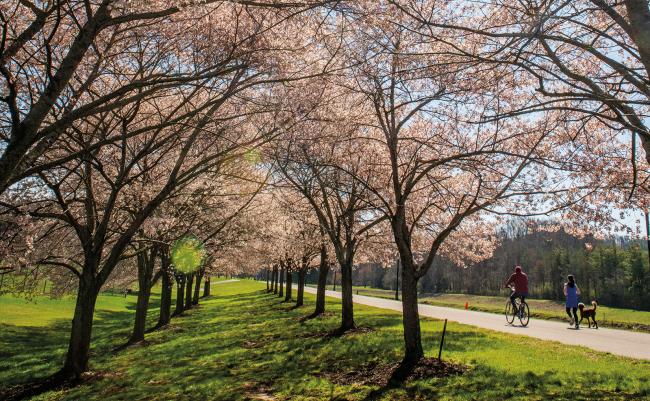 Cherry blossom trees lining the Hocking river