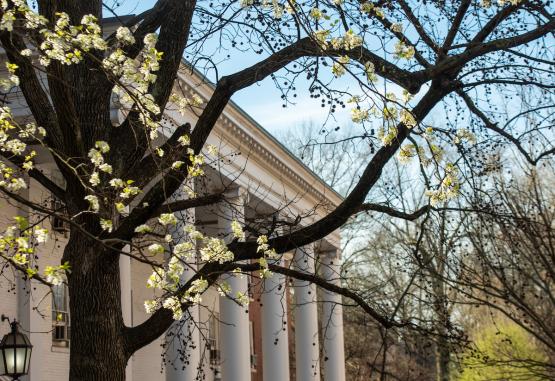 Spring campus beauty photo