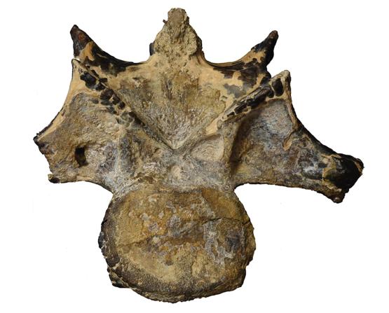 Abelisaurid neck vertebra