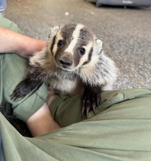 Sara McClaskey holds a badger
