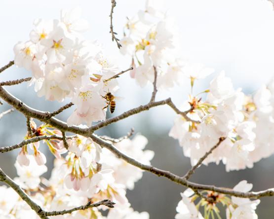 A bee on a cherry blossom tree on OHIO's campus.