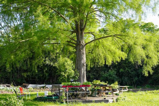 A leafy tree casts shade on a garden