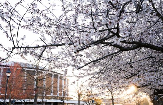 Cherry blossoms frame a photo of the Convocation Center