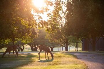 Two deer are shown eating grass on OHIO's Athens Campus