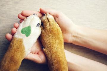 A pair of hands holds a dog's paws, one of which has a green heart on it