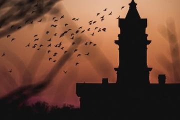 building at dusk surrounded by birds