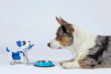 A robot dog and regular dog looking at eachother with a food bowl in between them.