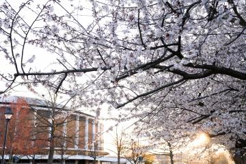 Cherry blossoms frame a photo of the Convocation Center