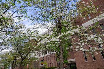 Flowering trees are shown in front of Alden Library on a spring day