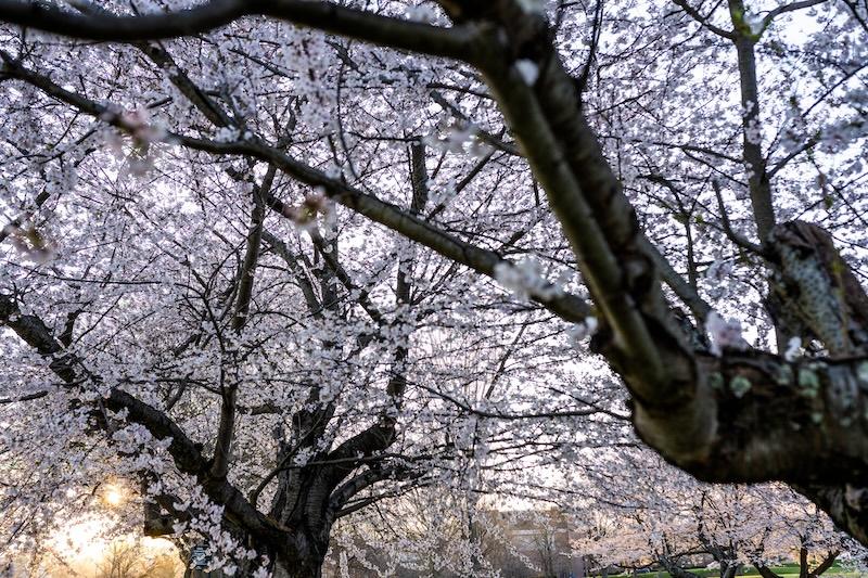 the sun setting behind cherry blossom trees
