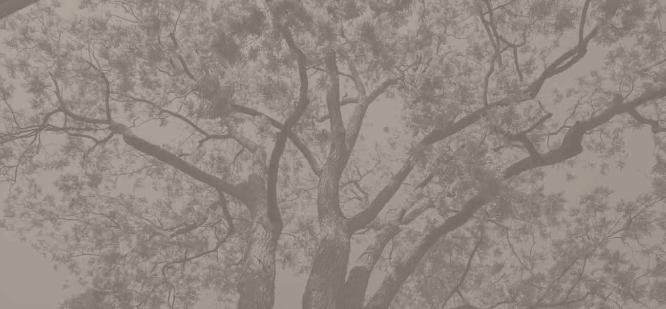 Close-up of a tree's branches and leaves