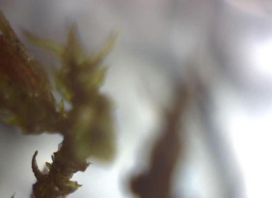 close-up of an evergreen tree leaf, almost out of focus