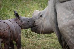 Rhinos embrace each other at The Wilds